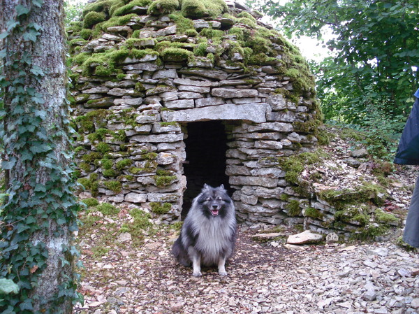 Keeshond, Grijze