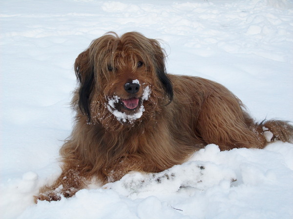 Gos d’Atura Català (Catalaanse herder)