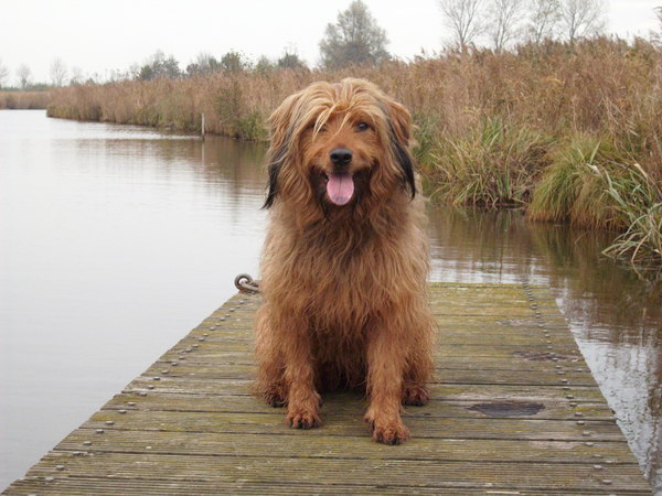 Gos d’Atura Català (Catalaanse herder)