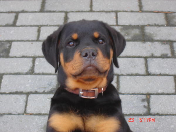 Rottweiler