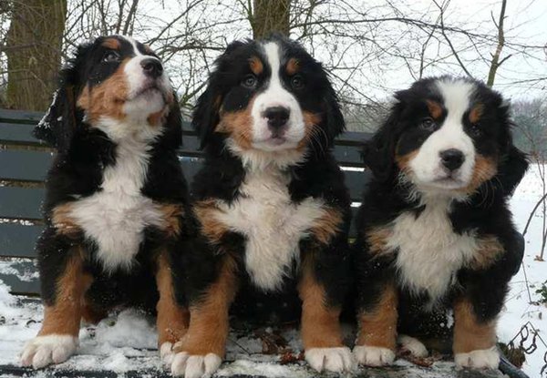 Berner Sennenhond