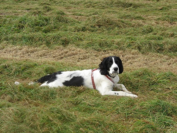 Engelse Springer Spaniel