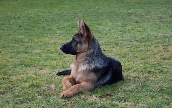 Duitse Herder