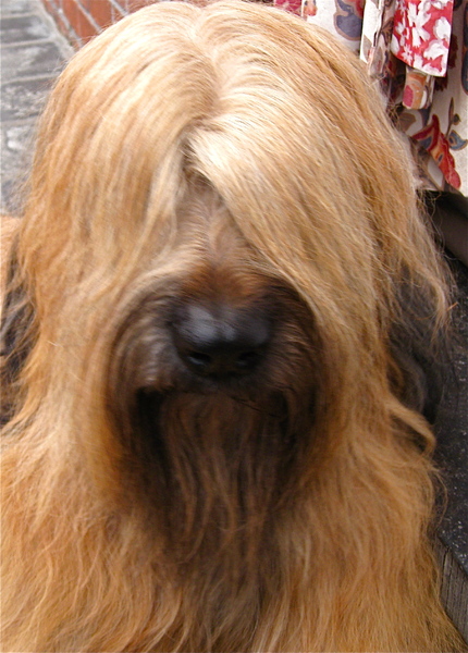 Briard