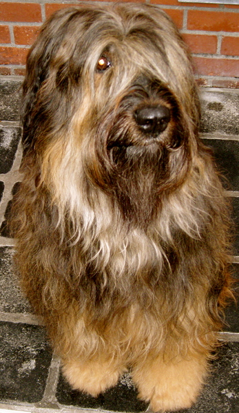 Briard