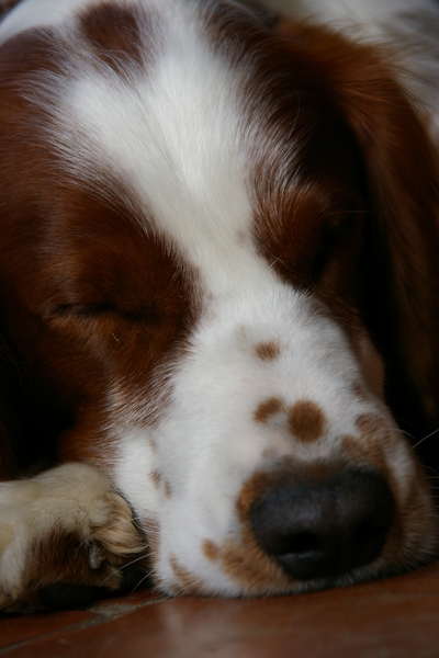 Welsh Springer Spaniel