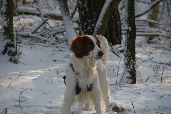 Welsh Springer Spaniel