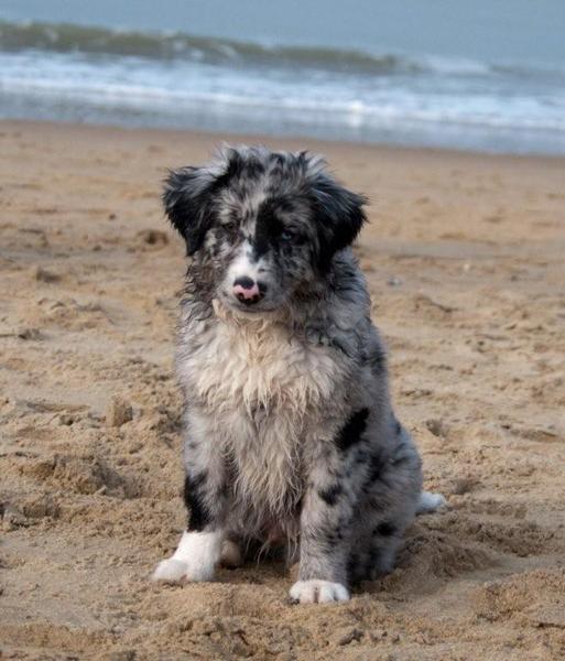 Australian Shepherd