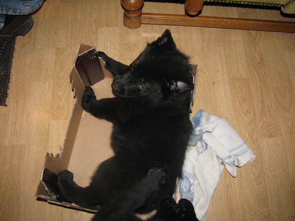 lekker in het doosje