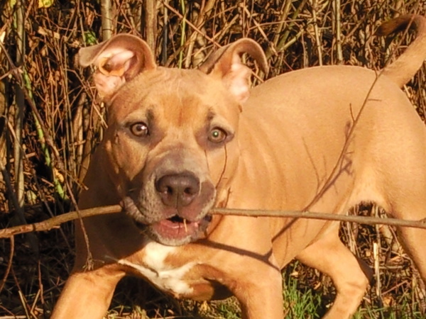 American Staffordshire Terrier