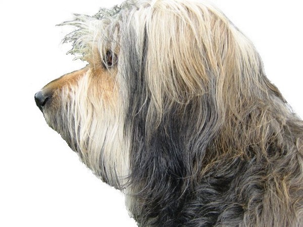 Gos d’Atura Català (Catalaanse herder)