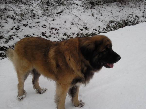 Leonberger