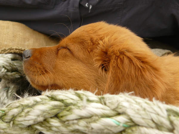 Nova Scotia Duck Tolling Retriever