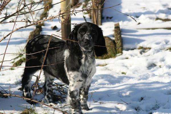 Engelse Springer Spaniel