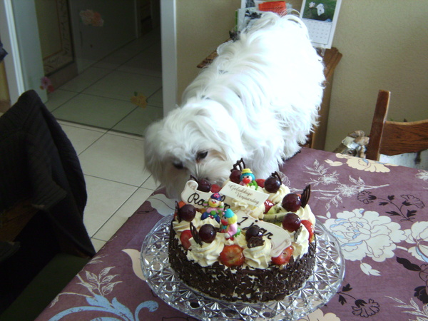 rambo zijn eerste verjaardag