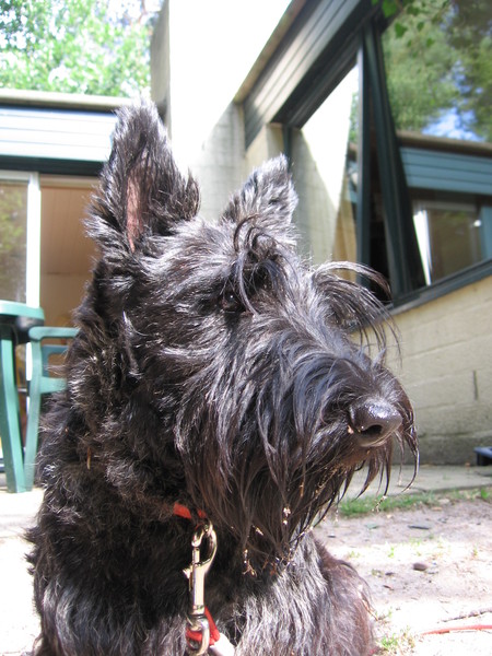 Schotse Terrier