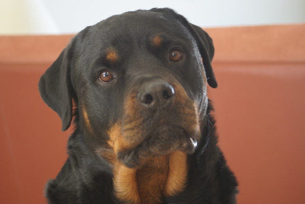 Rottweiler