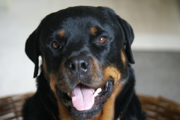 Rottweiler