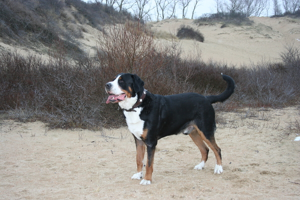 Grote Zwitserse Sennenhond