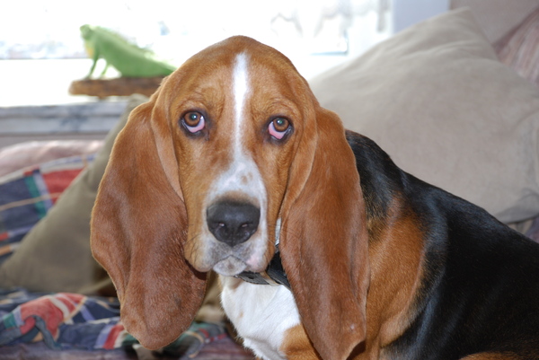 Basset Hound