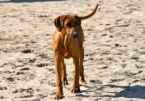 Rhodesian Ridgeback