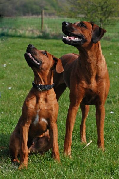 Rhodesian Ridgeback