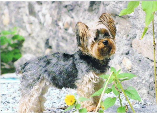 Yorkshire Terrier