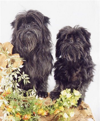 Affenpinscher