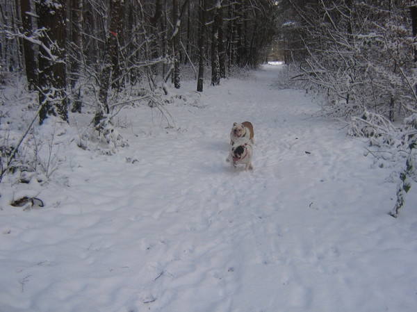 met sneeuw in het bos