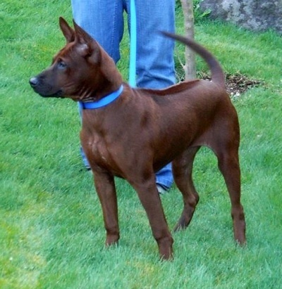 Thai Ridgeback