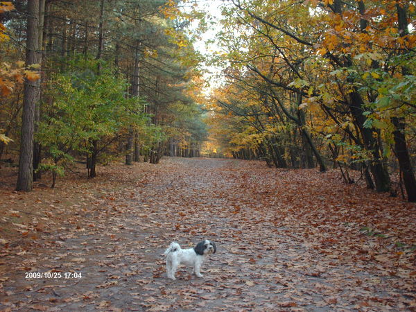 Turbo in de coeveringbossen