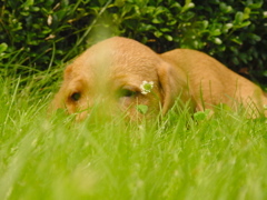 Basset Fauve de Bretagne