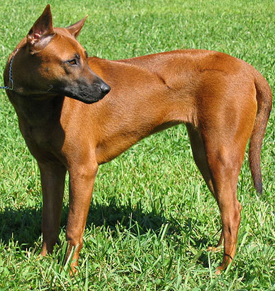 Thai Ridgeback