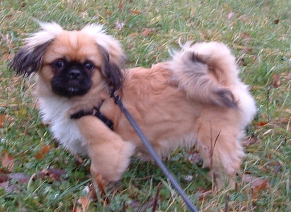 Pekingees