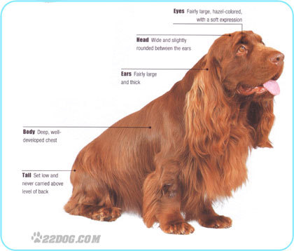 Sussex Spaniel