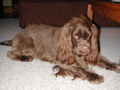 Sussex Spaniel