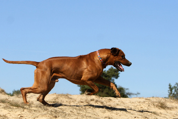 Rhodesian Ridgeback