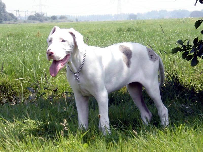 Daney een kanjer van een dove NEK