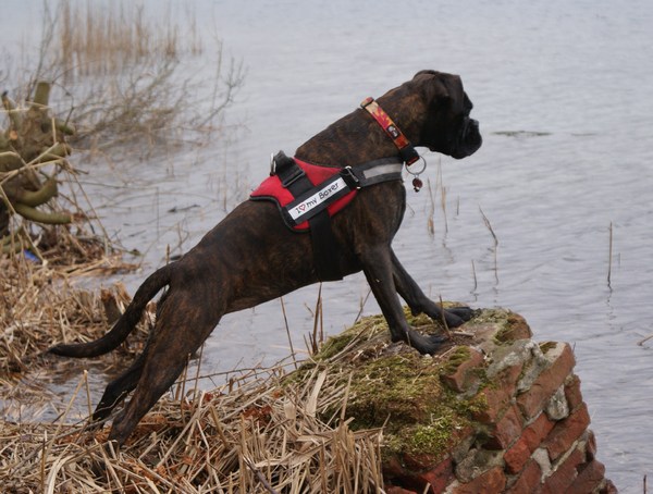 Baywatch aan de Galderse Meren 