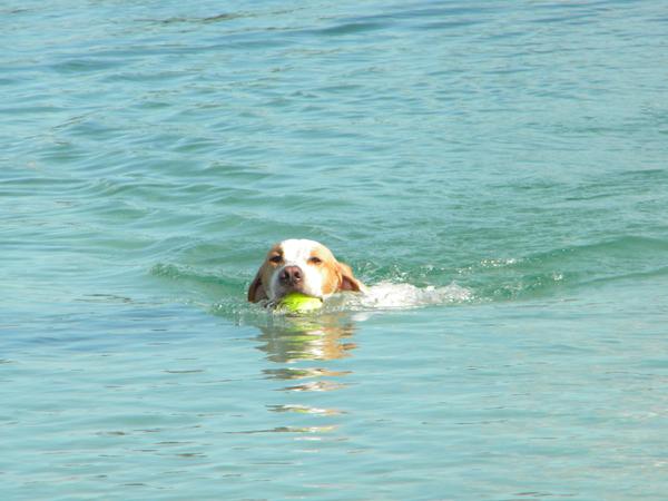 Dusty lekker zwemmend