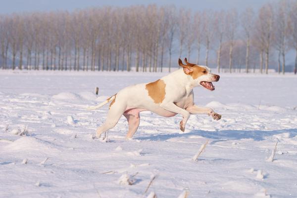 Dusty in de sneeuw