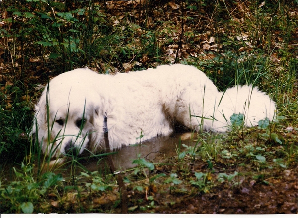 Hond in mooie omgeving