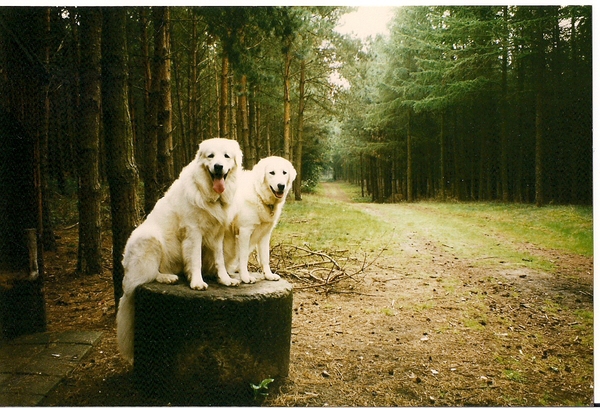 Hond in mooie omgeving