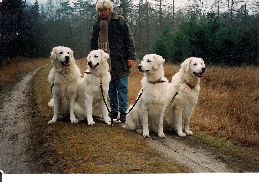 Hond in een mooie omgeving