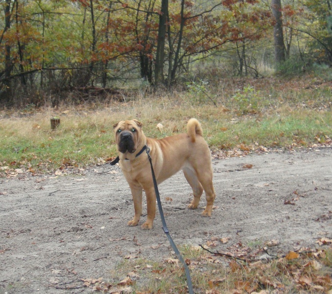 Sterre in het Lierderbos 