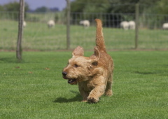 Basset Fauve de Bretagne