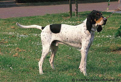 Gascon Saintongeois, Grand