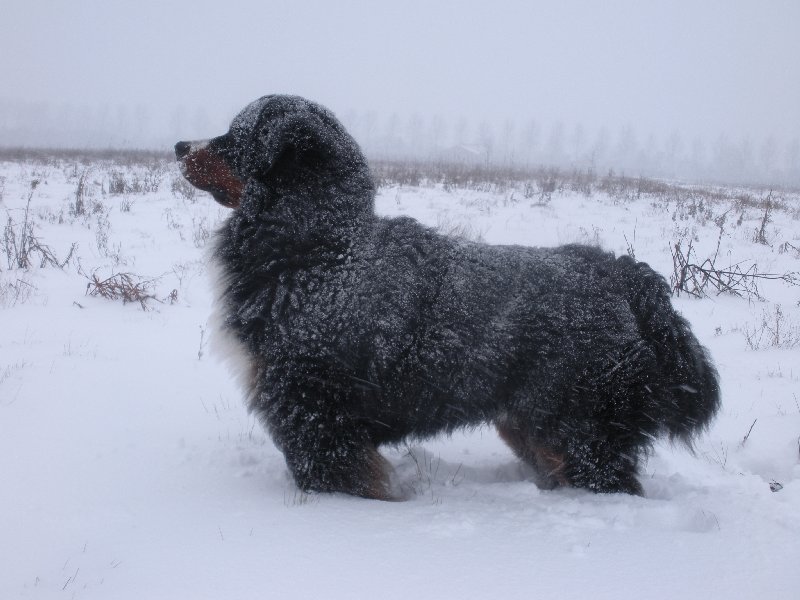 Mac Ghandor Easy Living in de sneeuw