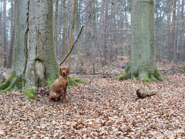 Vizsla (Hongaarse staande hond)