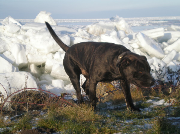 Troya bij het kruiend ijs